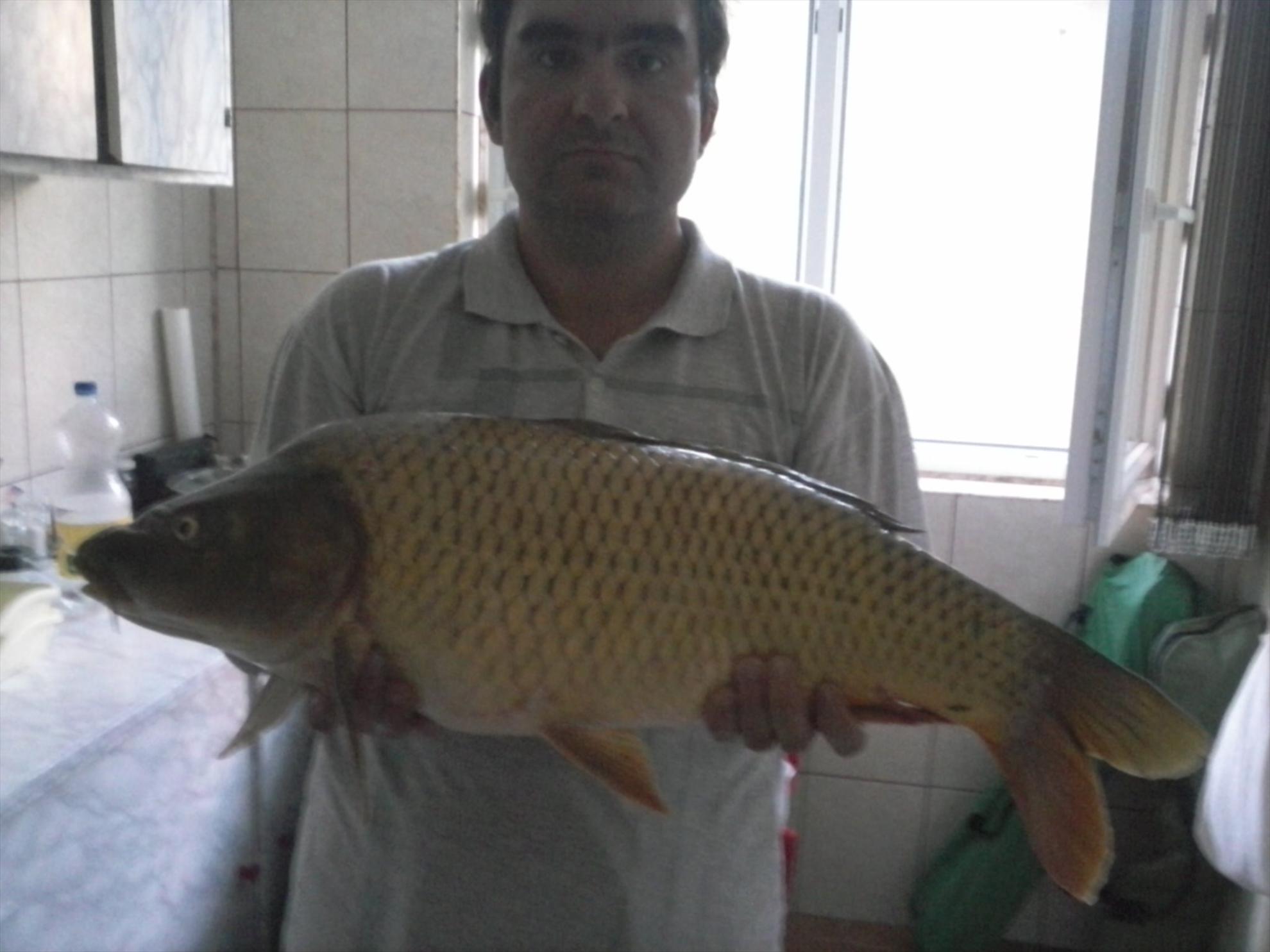 Pleasa 2012 - crap comun 5 kg